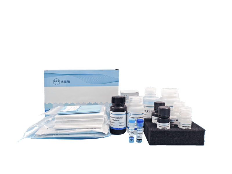 Western Blot 试剂套装