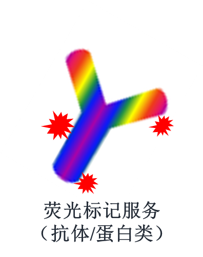 荧光标记服务（抗体/蛋白类）